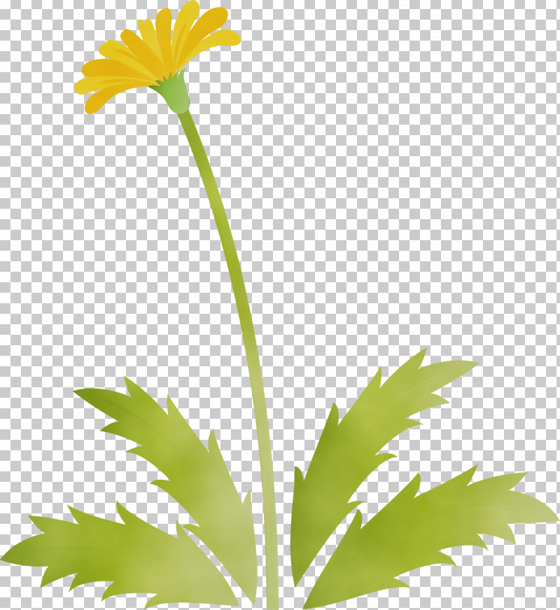Flower Plant Yellow Leaf Chamomile PNG, Clipart, Chamomile, Daisy Family, Dandelion Flower, Easter Day Flower, English Marigold Free PNG Download