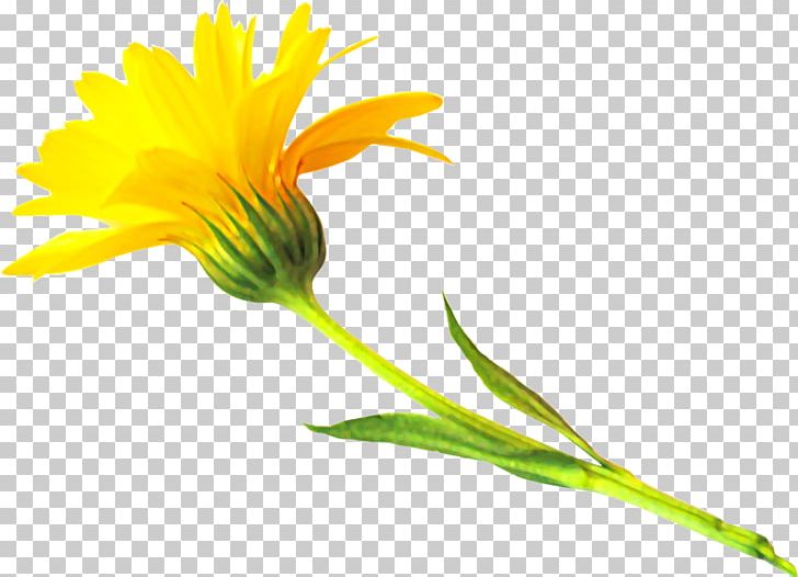 Encapsulated PostScript TIFF PNG, Clipart, Calendula, Daisy Family, Encapsulated Postscript, Flower, Image File Formats Free PNG Download