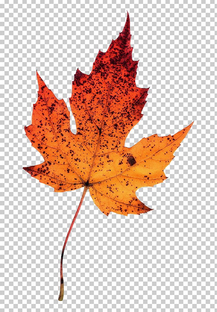 Maple Leaf Photography Autumn Leaves PNG, Clipart, Autumn, Autumn Leaves, Desktop Wallpaper, Digital Image, Digital Photography Free PNG Download