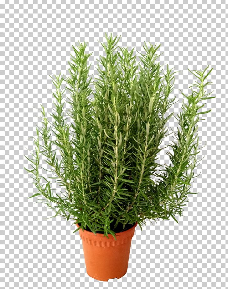 Rosemary Herb Flowerpot Shrub Plant PNG, Clipart, Annual Plant, Coriander, Echeveria, Evergreen, Flowerpot Free PNG Download
