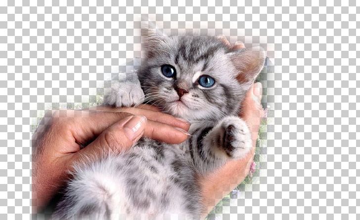 Sphynx Cat British Shorthair Donskoy Kitten Cat Food PNG, Clipart, Advertising, American Shorthair, Animal, Animals, Breed Free PNG Download