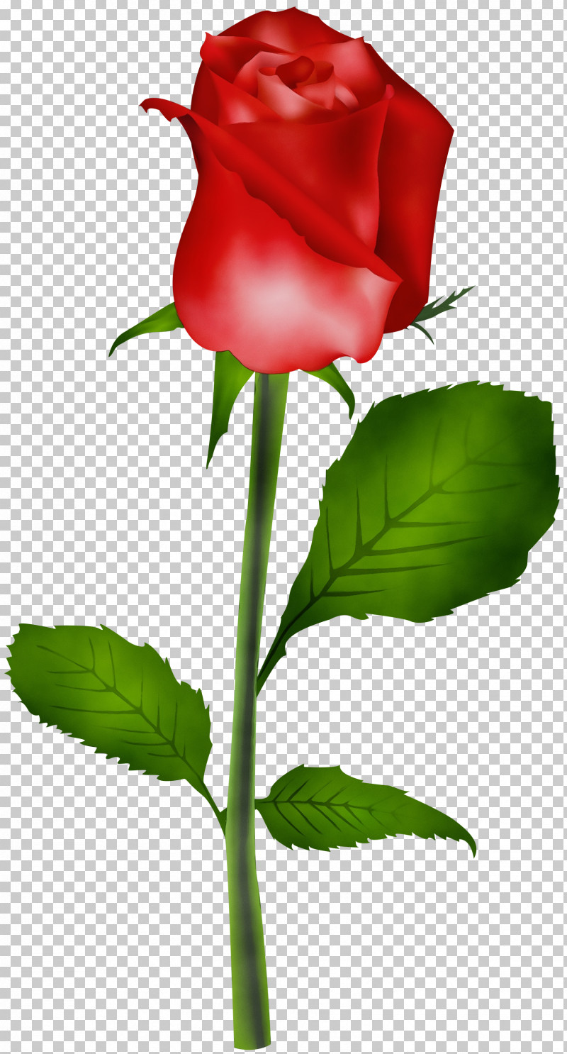 Garden Roses PNG, Clipart, Bud, China Rose, Common Peony, Cut Flowers, Floribunda Free PNG Download