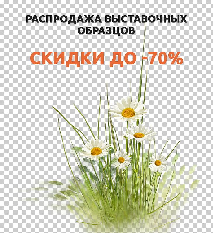 Flower Common Daisy Digital Scrapbooking PNG, Clipart, Chrysanthemum, Common Daisy, Daisy, Digital Scrapbooking, Flora Free PNG Download