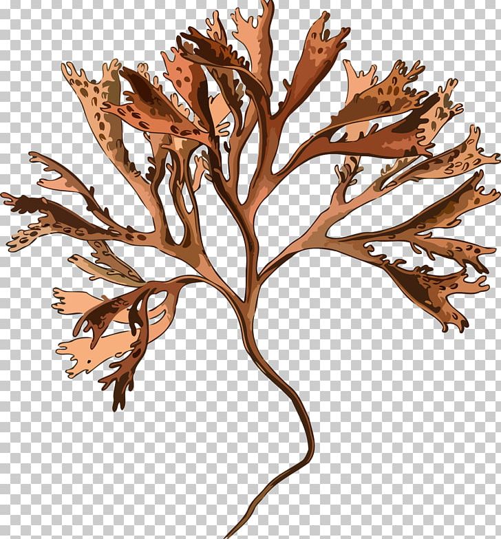 Irish Moss Plant Mastocarpus Stellatus Red Algae PNG, Clipart, Agar, Algae, Branch, Carrageenan, Chondrus Free PNG Download