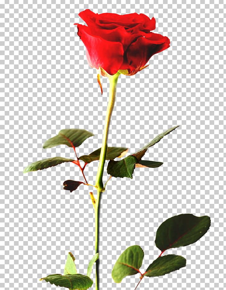 Rose Desktop PNG, Clipart, Blue, Branch, Bud, China Rose, Color Free PNG Download