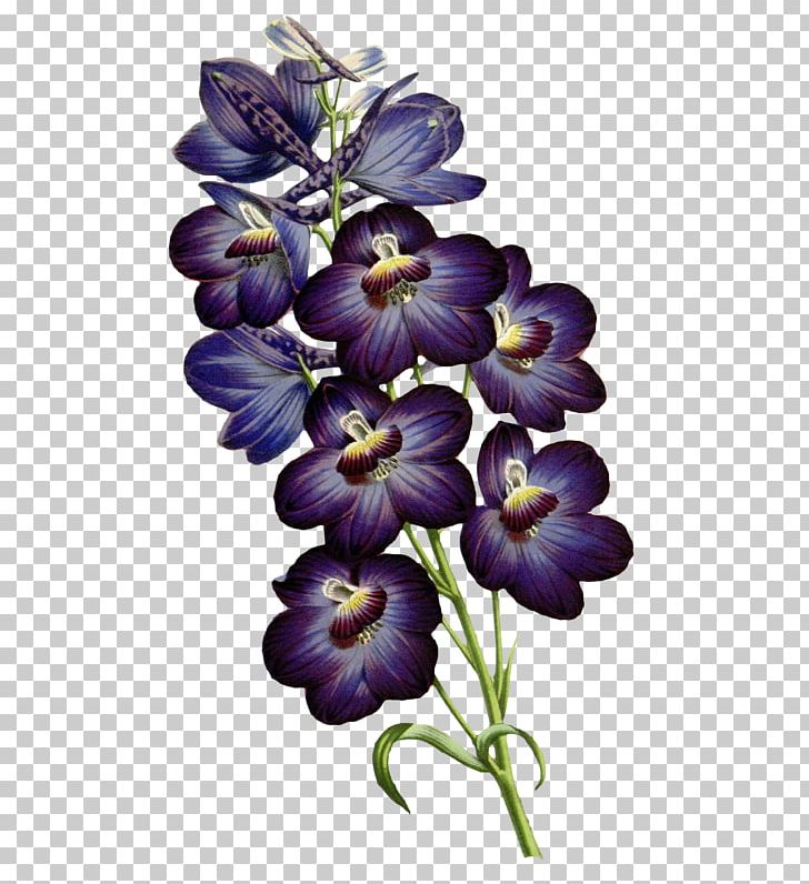 Botanical Illustration Botany PNG, Clipart, Art, Blue, Botanical Illustration, Botany, Color Free PNG Download