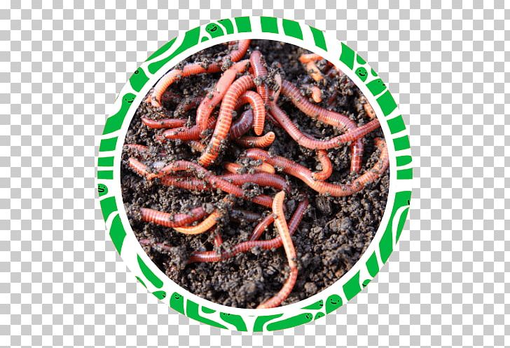 Earthworm Vermicompost Perionyx Excavatus PNG, Clipart, Agriculture, Animal, Biodegradable Waste, Compost, Crop Free PNG Download