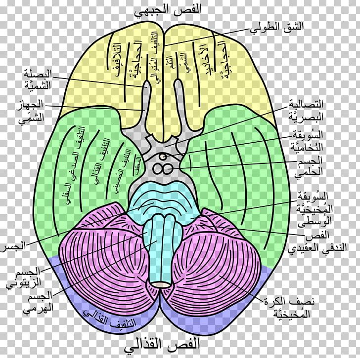 Flocculonodular Lobe Lobes Of The Brain Temporal Lobe Vestibulocerebellar Syndrome PNG, Clipart, Anatomy, Angle, Area, Cartoon, Circle Free PNG Download