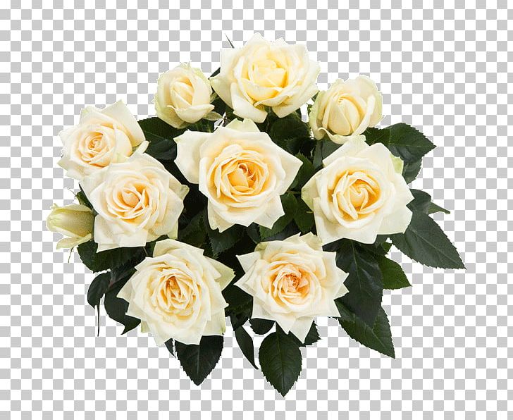 Garden Roses Cabbage Rose Floribunda Cut Flowers PNG, Clipart,  Free PNG Download