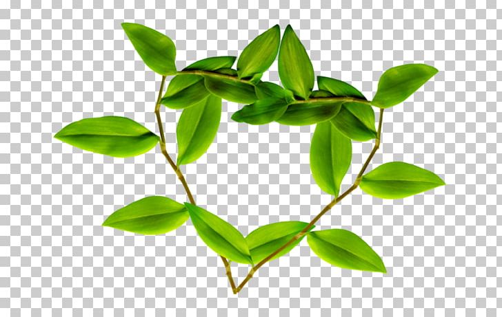 Leaf Branch Plant Stem Autumn Uluru PNG, Clipart, Autumn, Blogger, Branch, Faq, Leaf Free PNG Download