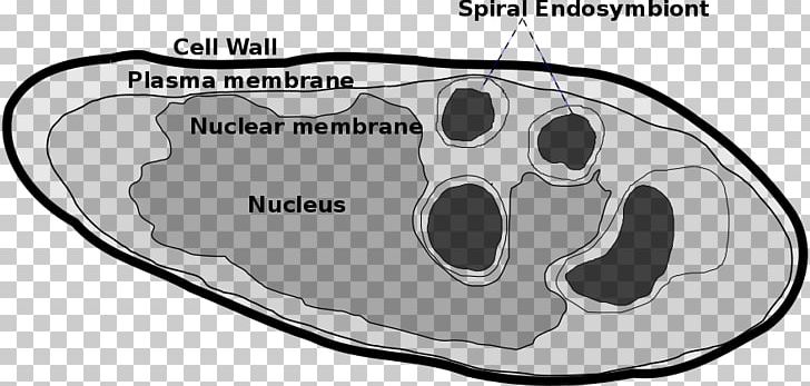 Parakaryon Myojinensis Wikimedia Foundation Wikimedia Commons Endosymbiont Cell PNG, Clipart, Archaeans, Area, Black And White, Cell, Creative Commons Free PNG Download