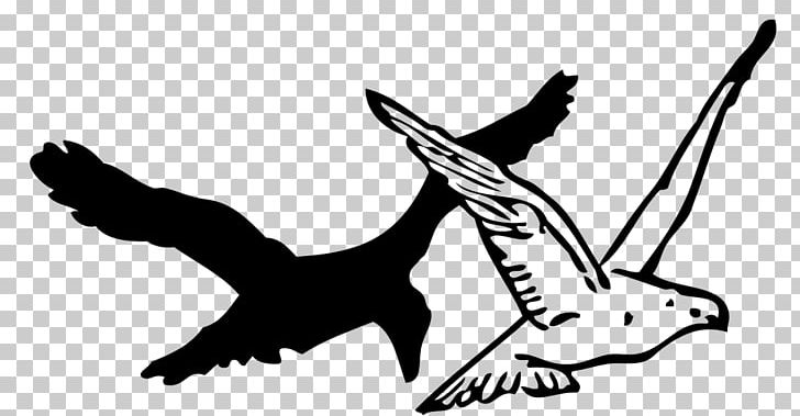 Bird Drawing Crow PNG, Clipart, Animals, Arm, Art, Artwork, Beak Free PNG Download