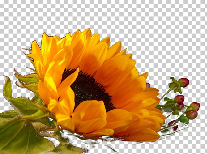 Common Sunflower Plant Euclidean PNG, Clipart, Calendula, Chrysanths, Daisy Family, Floral Design, Florist Free PNG Download