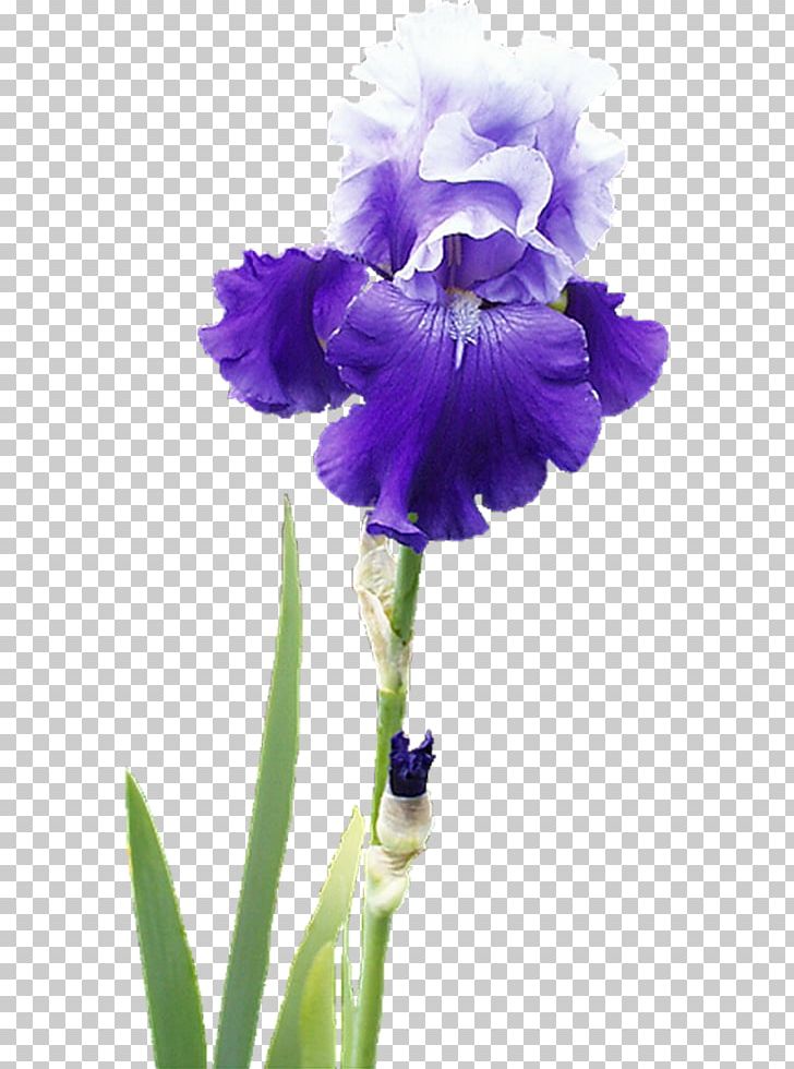 Irises Flower Raster Graphics PNG, Clipart, Clip Art, Desktop Wallpaper, Digital Image, Drawing, Flower Free PNG Download
