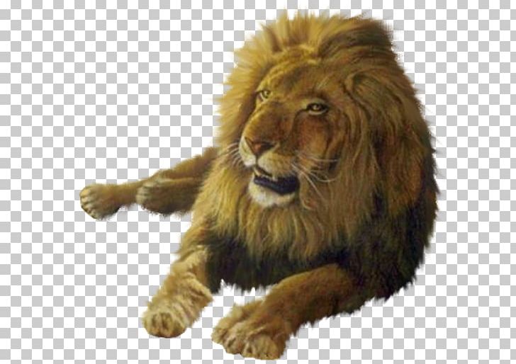 Lion Desktop Australia PNG, Clipart, Animal, Animals, Animation, Aslan, Australia Free PNG Download