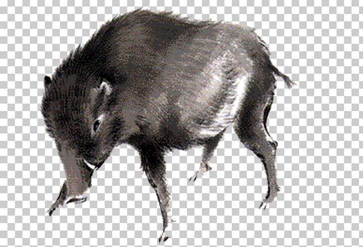 Wild Boar Peccary Icon PNG, Clipart, Animal, Animals, Black, Boar, Boared Free PNG Download