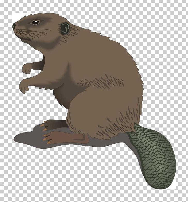 Beaver County PNG, Clipart, Animals, Beaver, Beaver Png, Carnivoran, Download Free PNG Download