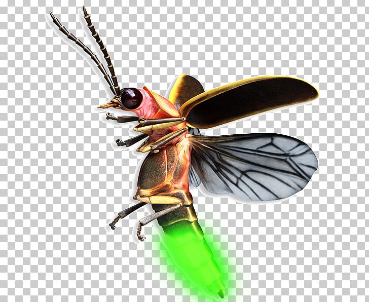 Beetle Firefly Mosquito Drawing PNG, Clipart, 3d Computer Graphics, 3d Modeling, Animals, Arthropod, Beetle Free PNG Download