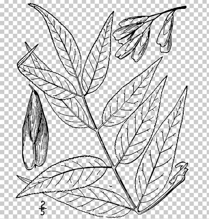 Twig Blue Ash Fraxinus Angustifolia Askur Green Ash PNG, Clipart, Artwork, Ash, Askur, Black And White, Blue Ash Free PNG Download