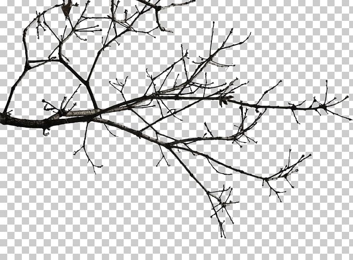 Twig Icon PNG, Clipart, Angle, Area, Black, Black And White, Branch Free PNG Download
