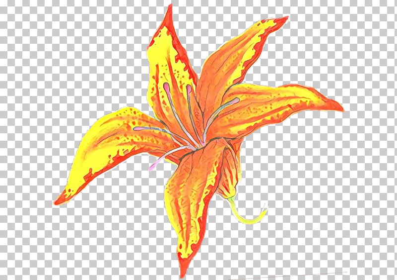 Orange PNG, Clipart, Daylily, Flower, Leaf, Lily, Orange Free PNG Download