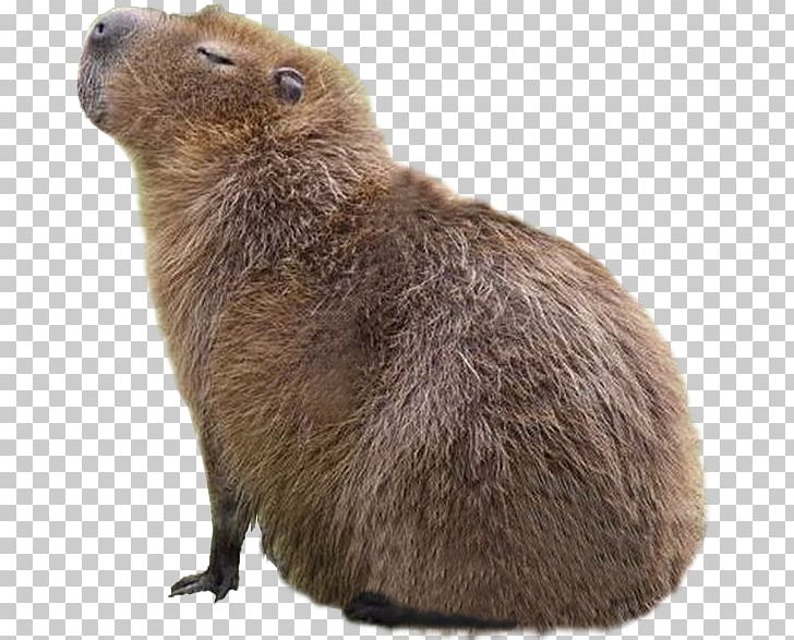 Capybara Whiskers Beaver Giant Rat PNG, Clipart, Animated Cartoon, Beaver, Capybara, Carnivoran, Cat Free PNG Download