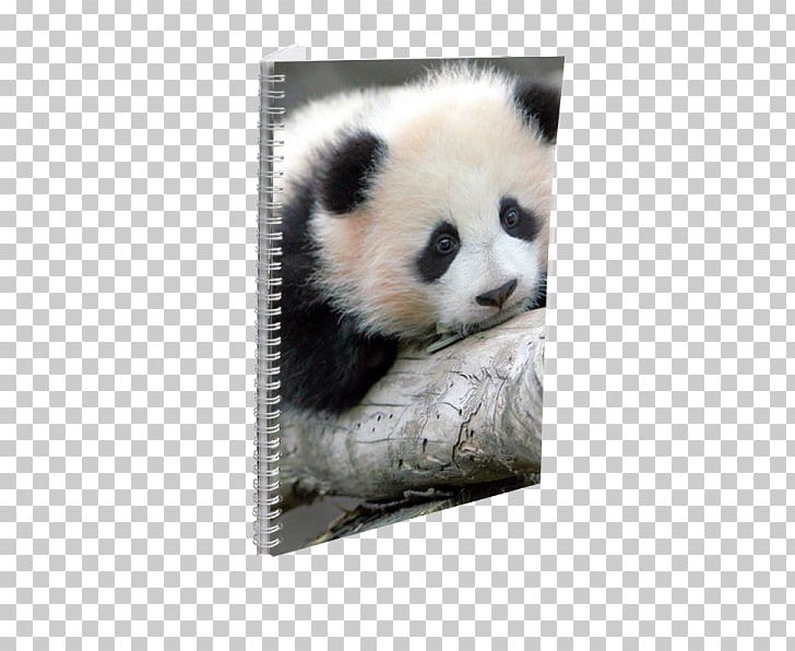 Giant Panda Bear Red Panda Baby Pandas Animal PNG, Clipart, Animal, Animals, Baby Pandas, Bear, Birth Free PNG Download
