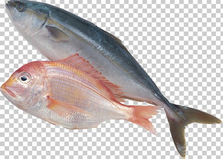 Sardine Fish Products Forage Fish PNG, Clipart, Anchovy, Animals, Bonito, Cod, Fauna Free PNG Download