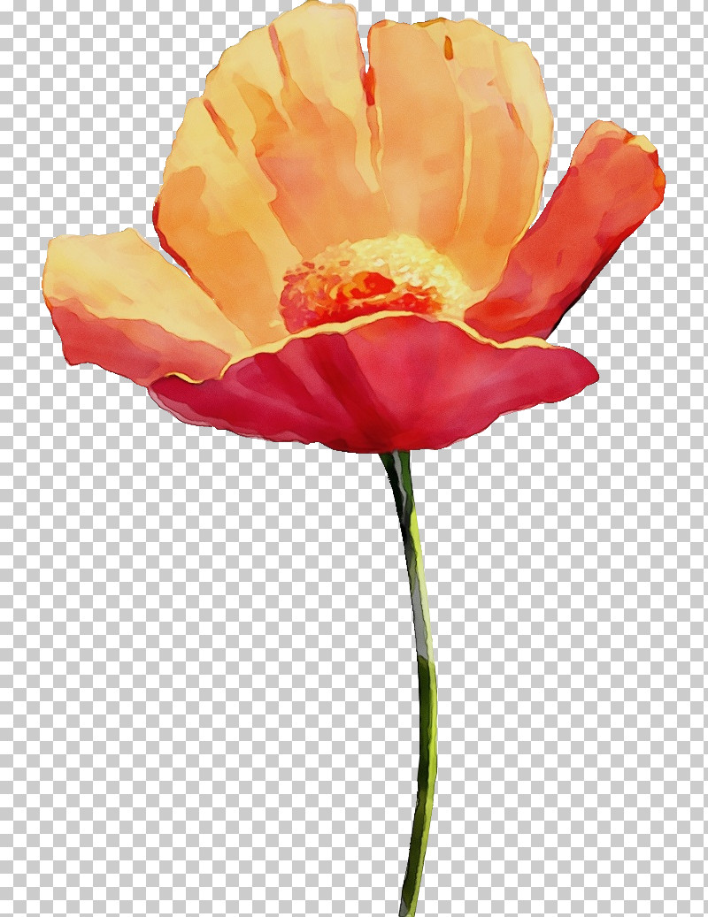 Orange PNG, Clipart, Closeup, Coquelicot, Corn Poppy, Cut Flowers, Drawing Flower Free PNG Download