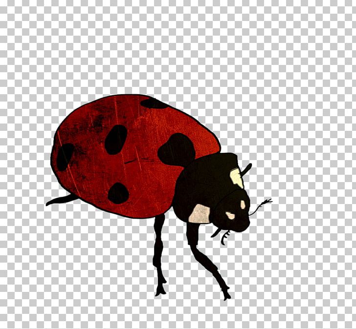 Beetle Pest Snout Insect PNG, Clipart, Animals, Arthropod, Beetle, Insect, Invertebrate Free PNG Download