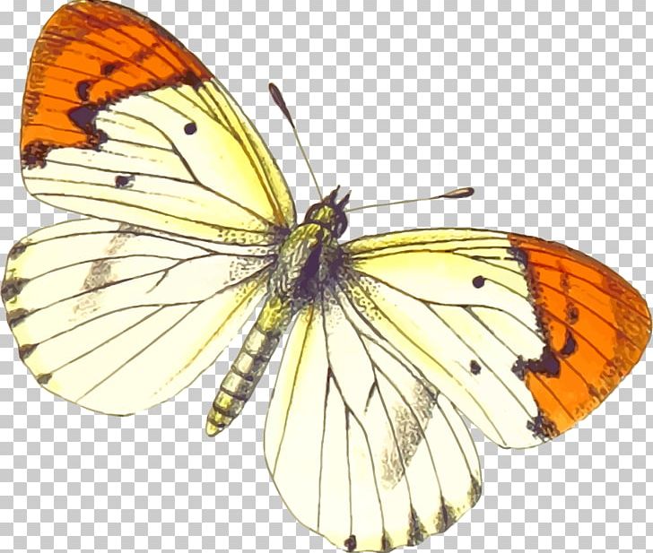 Matabele Land And The Victoria Falls PNG, Clipart, Arthropod, Brush Footed Butterfly, Email, Email Art, Information Free PNG Download