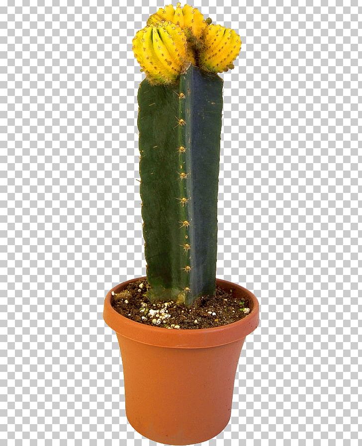 San Pedro Cactus Eastern Prickly Pear Acanthocereus Tetragonus Cactaceae PNG, Clipart, Acanthocereus, Cactus, Caryophyllales, Depositfiles, Flower Free PNG Download