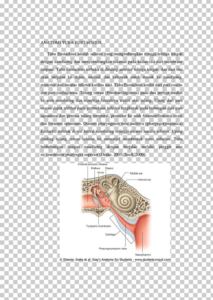 Eustachian Tube Anatomy Cartilage Palpation Ear PNG, Clipart, Anatomi, Anatomy, Angle, Arm, Cartilage Free PNG Download