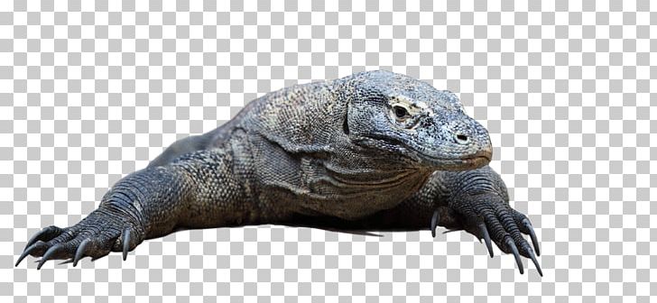 Komodo Dragon Rinca Common Iguanas Flores PNG, Clipart, Amphibian, Bali, Common Iguanas, Fauna, Iguana Free PNG Download