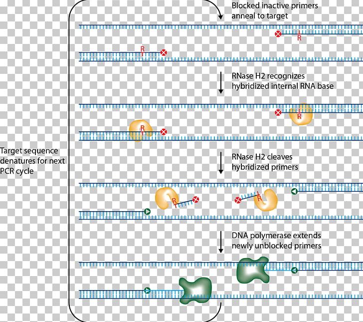 Primer Ribonuclease H Polymerase Chain Reaction RNase H-dependent PCR PNG, Clipart, Amplifikacija, Area, Diagram, Dna, Document Free PNG Download