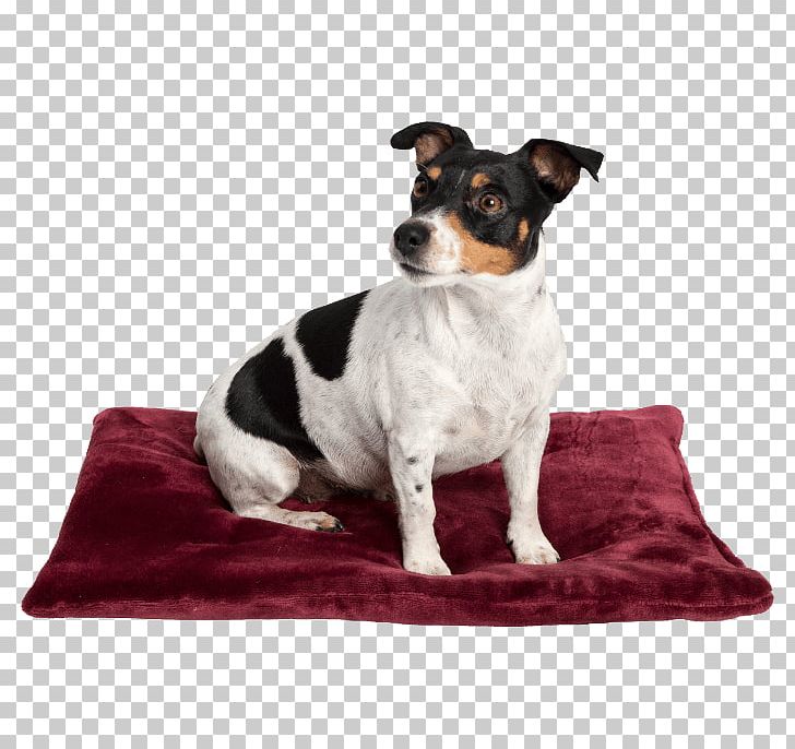 Rat Terrier Dog Breed Toy Fox Terrier Companion Dog PNG, Clipart, Bed, Breed, Companion Dog, Cushion, Dog Free PNG Download