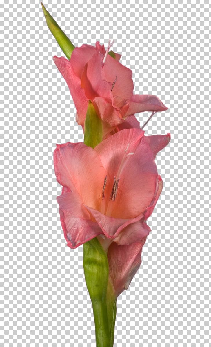 Gladiolus Cut Flowers Indian Shot Canna Rose Family PNG, Clipart, Bud, Canna, Canna Lily, Closeup, Cut Flowers Free PNG Download