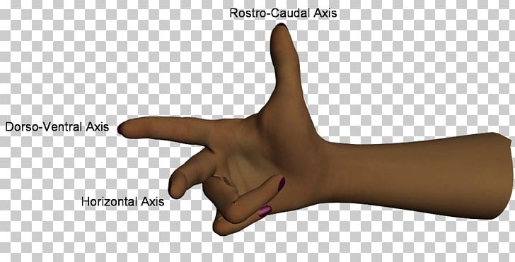 Thumb Human Body As Hand Model PNG, Clipart, Arm, Finger, Frame, Hand, Hand Model Free PNG Download