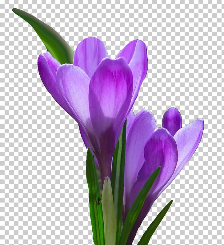 Flower PNG, Clipart, Blume, Crocus, Cut Flowers, Flower, Flowering Plant Free PNG Download