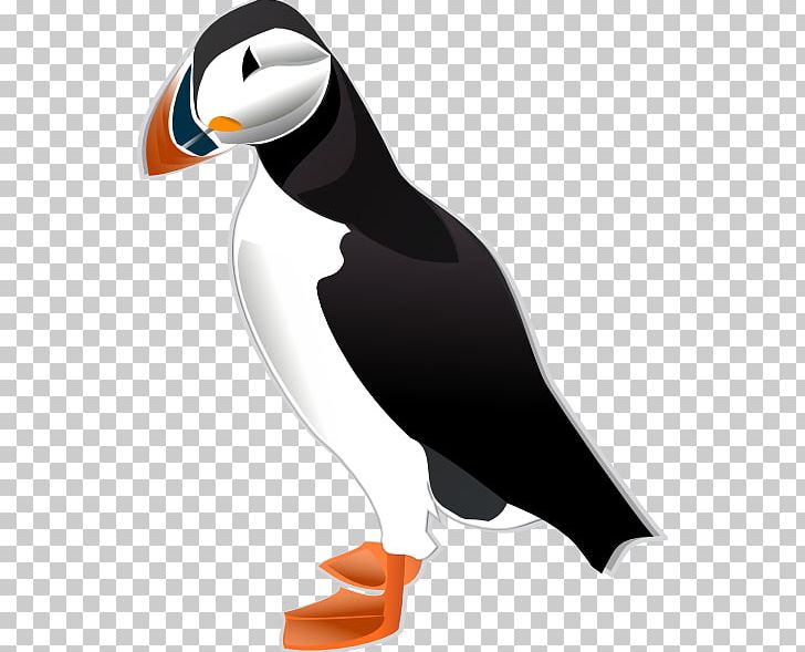 Atlantic Puffin Horned Puffin Tufted Puffin PNG, Clipart, Atlantic Puffin, Beak, Bird, Charadriiformes, Download Free PNG Download