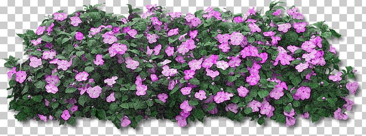 Petunia Desktop Flower PNG, Clipart, 3d Computer Graphics, Annual Plant, Cut Flowers, Desktop Wallpaper, Encapsulated Postscript Free PNG Download