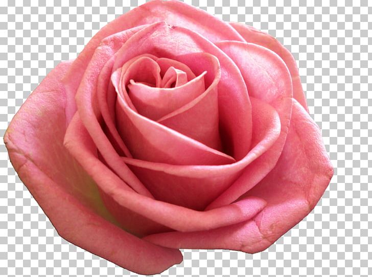 Rose Photography Flower PNG, Clipart, Blue Rose, Cut Flowers, Desktop Wallpaper, Flower, Flowering Plant Free PNG Download