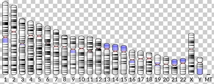 ABO Chromosome 9 Apolipoprotein C2 ICAM-1 PNG, Clipart, Abo, Apolipoprotein, Cell, Chromosome, Chromosome 4 Free PNG Download