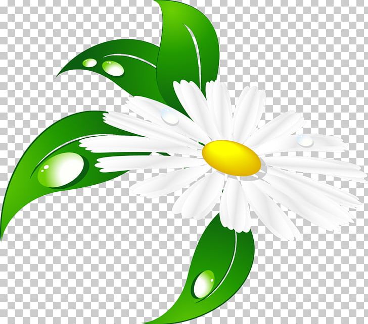 Matricaria PNG, Clipart, Artwork, Camomile, Chamomile, Collage, Cut Flowers Free PNG Download