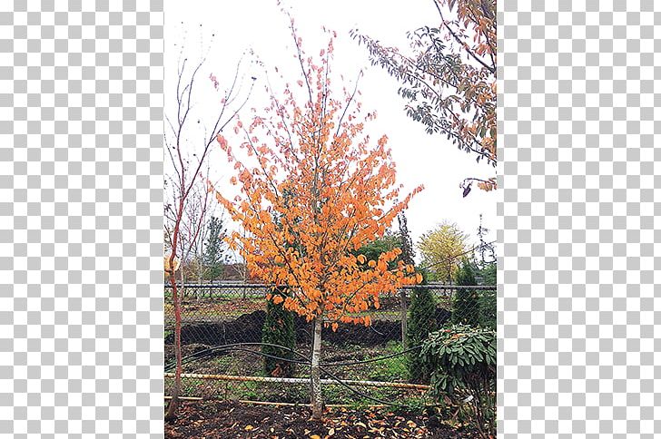 Sugar Maple Tree Shrub Autumn Leaf Color Deciduous PNG, Clipart, Autumn, Autumn Leaf Color, Branch, Deciduous, Ginkgo Biloba Free PNG Download