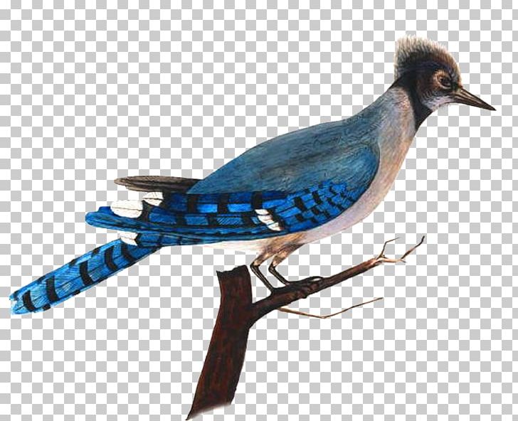 Blue Jay Bird Nest Parrot Animal PNG, Clipart, Animal, Animals, Beak, Bird, Bird Nest Free PNG Download