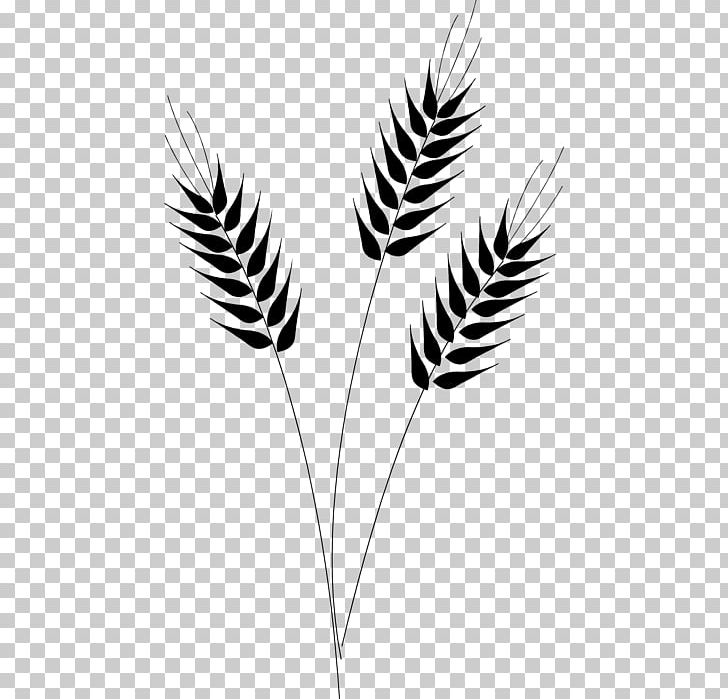 Cereal Grain Common Wheat PNG, Clipart, Barley, Black, Black And White, Bread, Bulgur Free PNG Download