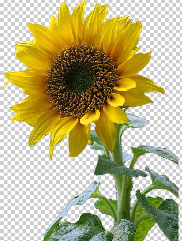 Common Sunflower Desktop PNG, Clipart, Annual Plant, Aster, Bunga, Child, Common Sunflower Free PNG Download