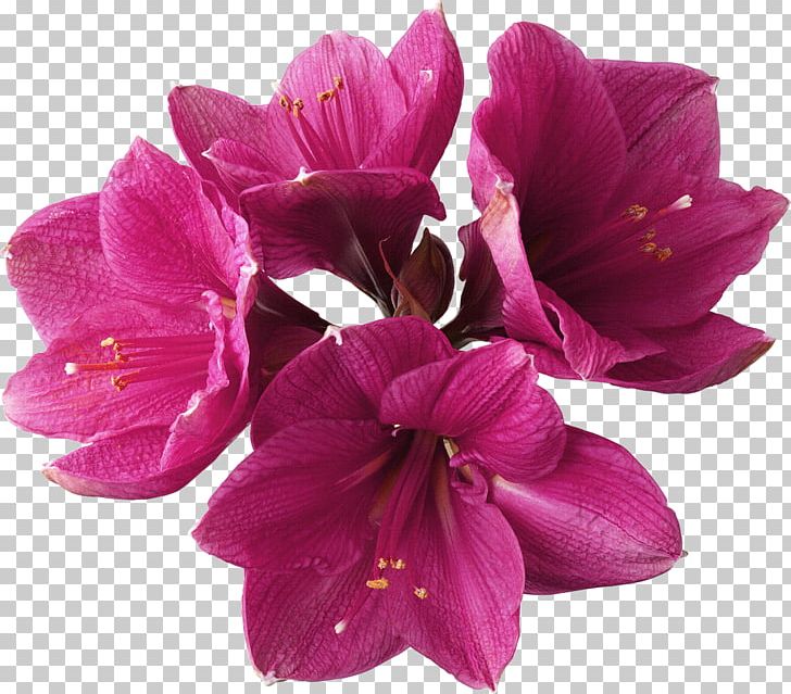 Flower Amaryllis Lilium PNG, Clipart, Amaryllis, Clip Art, Cut Flowers, Flower, Flowering Plant Free PNG Download