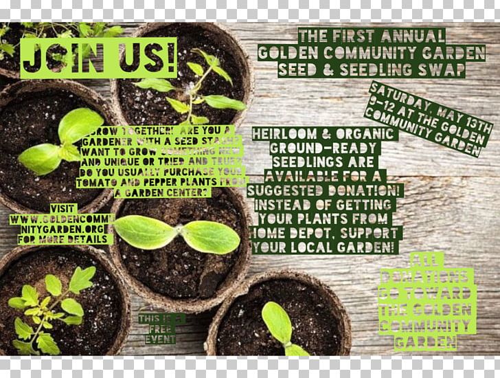 Stock Photography Flowerpot Seedling Garden Watering Cans PNG, Clipart, Flowerpot, Food Drinks, Garden, Gardening, Grass Free PNG Download